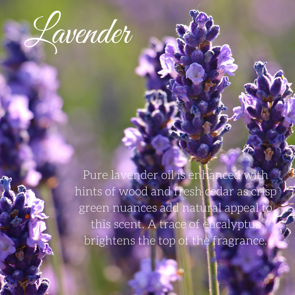 Lavanda
